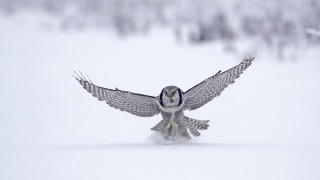 Snowy owl flying low wings - open free wallpaper