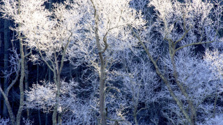 Frosted trees mountain snowy forest - a group of trees free wallpaper for desktop
