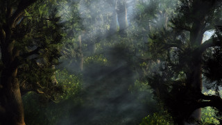 Forest fog trees light ray - volumetric lighting free wallpaper for desktop