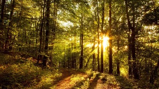 Dirt road forest sunset city - a dirt road in the middle of a forest free wallpaper