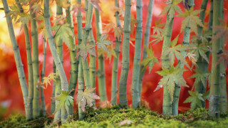 Bamboo forest autumn leaves shrine - a red wall free wallpaper