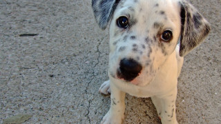 Sad shiba inu dog photorealistic 2 - a photocopy free wallpaper