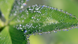 Green leaf water droplets macro 29 - a green leaf free wallpaper