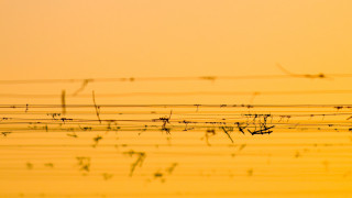 Bird silhouette barbedwire orange sky - vine free wallpaper for desktop