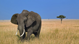 Elephant walking tall grass tree - an elephant free wallpaper