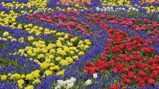 Flower field colorful bouquet blue - a white sky in the background free wallpaper