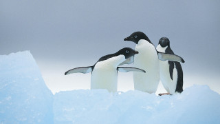 Penguins ice snow outdoors award - one penguin free wallpaper