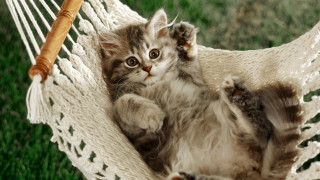 Kitten hammock grass playing cute - a hammock free wallpaper