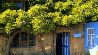Blue door vines puzzle sunset - david brewster free wallpaper