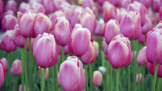 Pink tulips bokeh outdoors flower - pink tulip free wallpaper