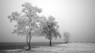 Frosty tree foggy field bw - frosty free wallpaper