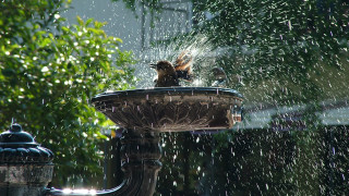 Bird fountain spraying water ecological 2 - its wing free wallpaper