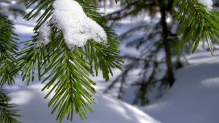 Pine snow branch blurry background - a blurry background of snow free wallpaper