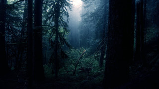 Dark forest tall trees fog 5 - derold page free wallpaper