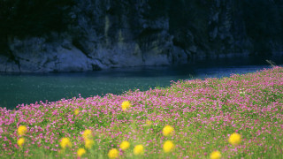 Flower field water cliff sky 2 - andreas gursky free wallpaper