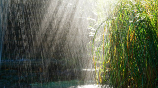 Stream water light shining grass - a light shining free wallpaper