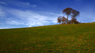 Grassy hill tree blue sky - a grassy hill free wallpaper