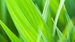 Green grass macro blurry background - a green grass free wallpaper