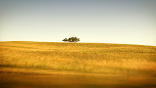 Lone tree field grass sunny 2 - landscape free wallpaper for desktop