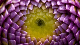 Flower macro purple yellow generative - a yellow center free wallpaper