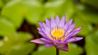 Purple flower yellow center green 7 - a pond of water lilies free wallpaper