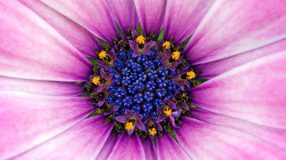 Purple flower yellow blue stamens - a close up free wallpaper for desktop
