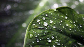 Green leaf water droplets bokeh 8 - a green leaf free wallpaper