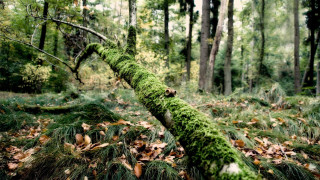 Mossy log forest leaves branch - mossy free wallpaper