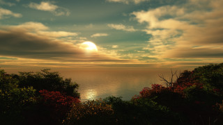Sunset ocean clouds foreground trees - the sky and trees free wallpaper