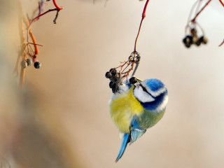 Blue yellow bird hanging branch - berry free wallpaper