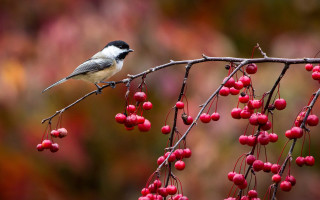 Bird branch berries blurry background - berry free wallpaper for desktop