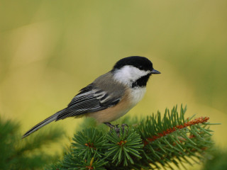 Small bird pine branch nature - a pine tree branch free wallpaper