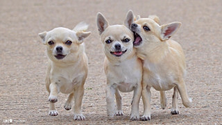 Three small dogs dirt ground - their mouth free wallpaper