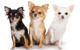 Three small dogs sitting white - free dogs wallpaper