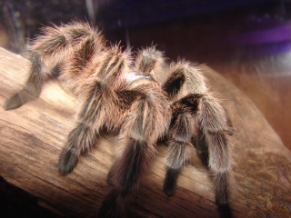 Tarantula closeup wooden branch blurry - female free wallpaper