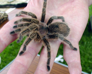 Person holding tarantula outside table - adam szentpétery free wallpaper