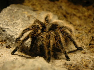 Tarantula spider rock zoo enclosure - a rock in a zoo enclosure free wallpaper for desktop