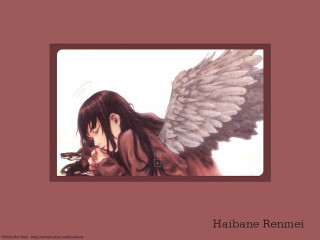 Habanne remei angel wings album - album cover free wallpaper for desktop