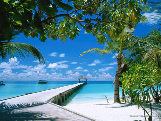 Pier beach palm trees boat - a pier in the distance free wallpaper