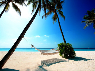 Hammock palm trees beach blue 2 - a hammock free wallpaper