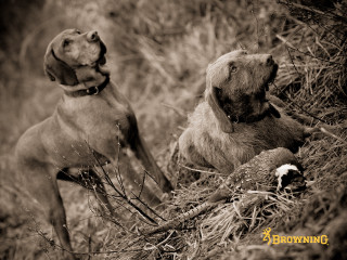 Two dogs sitting grass looking - the grass together free wallpaper