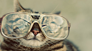 Cat glasses closed eyes looking - glass free wallpaper