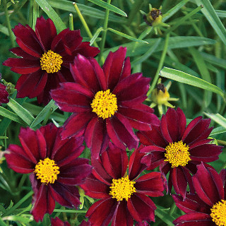 Red flowers yellow centers grass - a.d.m. cooper free wallpaper for tablet