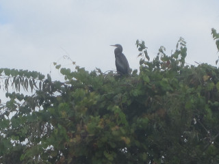 Bird sitting tree branch forest - anne nasmyth free wallpaper