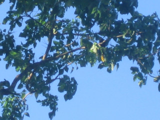 Bird branch leaves blue sky - domirinic fegallia free wallpaper for desktop
