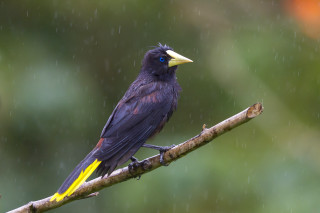 Bird yellow beak branch rain - abidin dino free wallpaper
