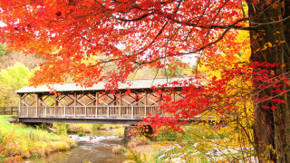 Covered bridge fall leaves forest - red leaf free wallpaper