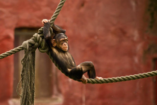 Monkey hanging rope zoo enclosure - a monkey free wallpaper