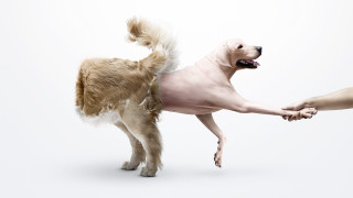 Dog standing hind legs human - real free wallpaper