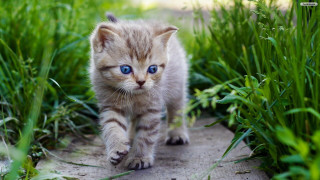 Small kitten blue eyes grass 2 - a small kitten free wallpaper